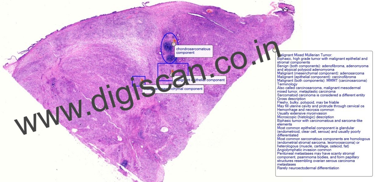 Digital Histopathology Slide Sets (With Annotated Histology Slides)